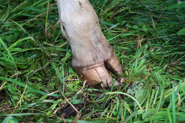 放牧中の乳牛の蹄