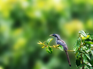 Indian Gray hornbill on the branch of the tree