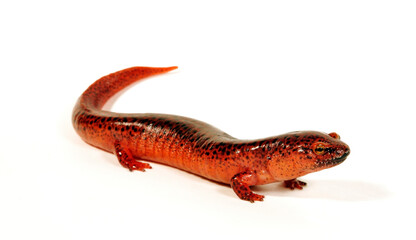 Red salamander // Rotsalamander (Pseudotriton ruber) 