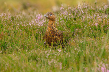 Red Grouse, Scientific name: Lagopus Lagopus, Close up of a red grouse in summer when the moorland heather is just starting to bloom.  Facing left.  Yorkshire Dales, UK. Close up.  Space for copy.
