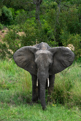 Fototapeta premium Elephant in Kruger National Park in South Africa