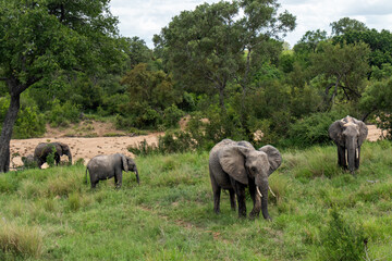 Elephants in Kruger National Park in South Africa