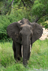 Naklejka premium Elephant in Kruger National Park in South Africa