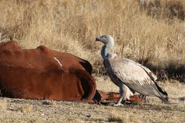 Golden Gate National Park, Free State: vulture feeding station - Cape vultures eating