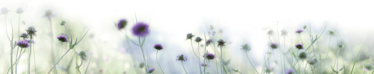 Cornflowers blue violett flowers gradient panorama large format