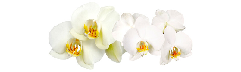 Obraz na płótnie Canvas orchideen auf weissem hintergrund panorama large format