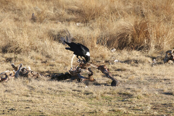 Golden Gate National Park, Free State: White-necked raven feeding on carcass at vulture feeding station