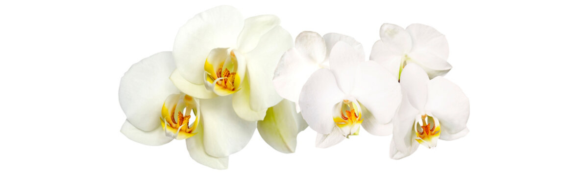 orchideen auf weissem hintergrund panorama large format