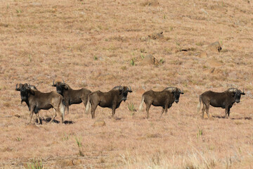 Naklejka na ściany i meble Golden Gate National Park, Free State: Black wildebeest in the mountainous area