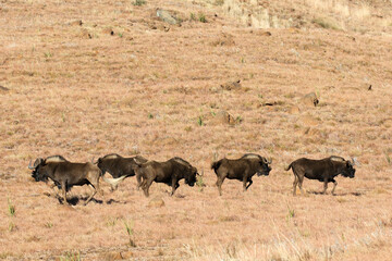 Fototapeta na wymiar Golden Gate National Park, Free State: Black wildebeest in the mountainous area