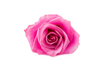 Pink rose isolated on white MADE OF AI