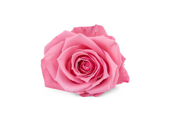 Pink rose isolated on white MADE OF AI