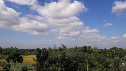 Fototapeta na wymiar Wonderful Sky with Natural Tree Plantation