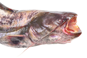 Catfish isolated on white