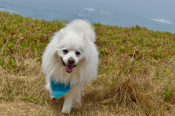 Adorable cute white fluffy American Eskimo dog smiling at the ocean wearing blue handkerchief 