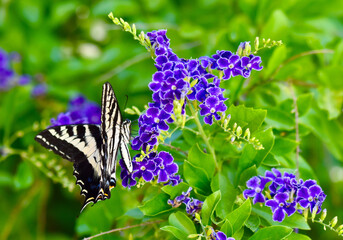 Stunning colorful Swallowtail Butterfly resting and drinking nectar from pretty purple flowers
