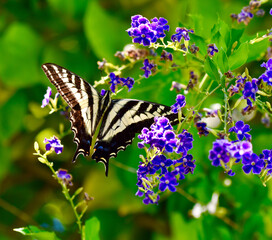 Beautiful colorful Swallotail Butterfly yellow and blabk patterned wings out on purple flowers