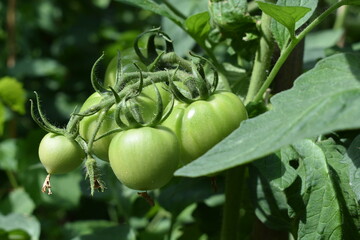 Niedojrzałe pomidory