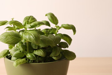 basil plant in a pot