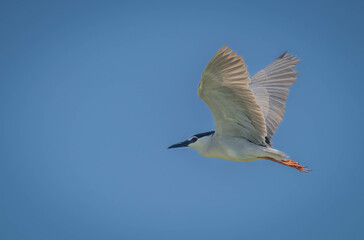 Black-crowned Night Heron in flight over delta ebro river