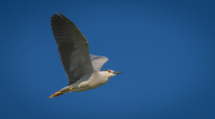 Black-crowned Night Heron in flight over delta ebro river