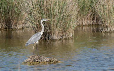 grey heron watchful in the marsh