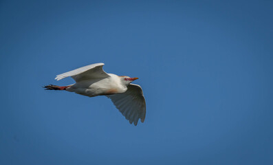 Cattle Egret in flight in the ebro delta