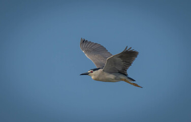 Black-crowned Night Heron in flight over delta ebro river