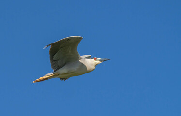 Black-crowned Night Heron in flight over delta ebro river