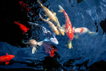 Top view of Japanese koi fish swimming in clear pond water. Big red and white carp swimming