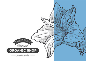 Organic shop, quality products in store, flora