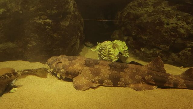 Australian Spotted Shark Wobbegong