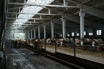Feeding cows, a number of animals in a stall in a barn