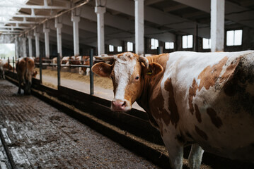 Dirty farm cow standing in a stall in a barn and looking at camera, head of a horned animal