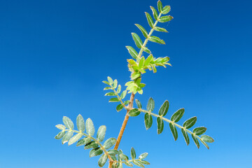 Tribolo flowering flower plant herb nature natural detail close up