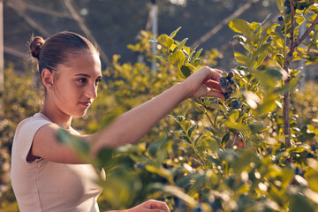 Teenager picking blueberries on a family farm as a summer part-time job.
