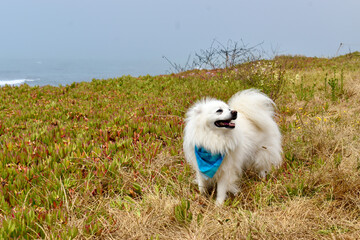 Happy white fluffy dog smiling playing at ocean dog park wearing blue handkerchief 