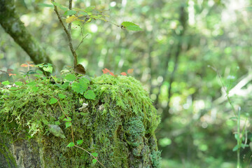 苔生した木の幹