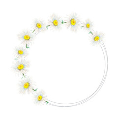 Watercolor illustration round frame with camomile heads. Realistic summer floral hand drawn picture on white background. Meadow wildflower chamomile for logo, postcards, frames