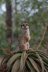 meerkat on guard