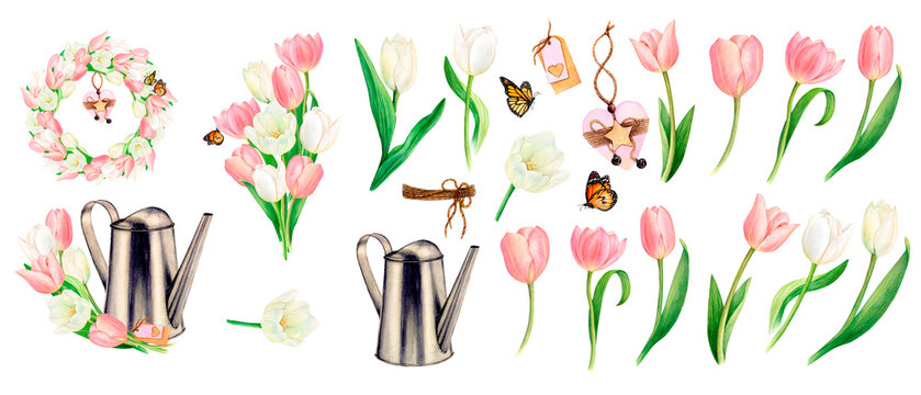 Watercolour drawn set of beautiful pink and white tulip bouquets, flowers, butterflies, watering cans, wreath, heart decoration