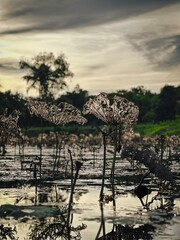 Dried lotus plants in the swamp