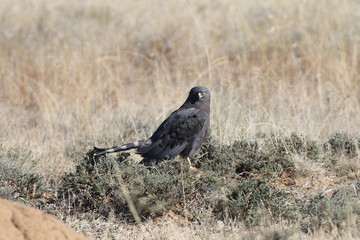 Mountain Zebra National Park, South Africa: Black harrier on prey (Damaliscus pygargus phillipsi)