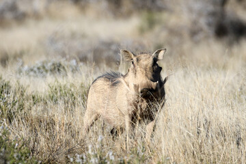 Mountain Zebra National Park, South Africa: Warthog eyeing the photographer suspiciously