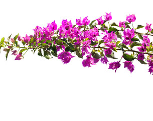 Obraz na płótnie Canvas Blooming Bougainvillea of magenta color isolated on white background. Selective focus.