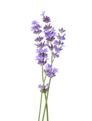 Three sprigs of Lavender isolated on white background.