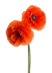 Two red Poppies isolated on white background. - 628405846