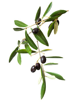 Olive branch with black olives and green leaves isolated on white background.