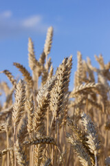 Fototapeta premium Close up view of wheat ears and blue sky, field of wheat on July day. Summer harvesting period, ecological agriculture. World starvation problem.Selective focus