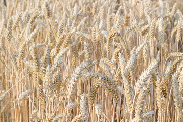 Fototapeta premium Close up view of wheat ears, field of wheat on July day. Summer harvesting period, ecological agriculture. World starvation problem.Selective focus